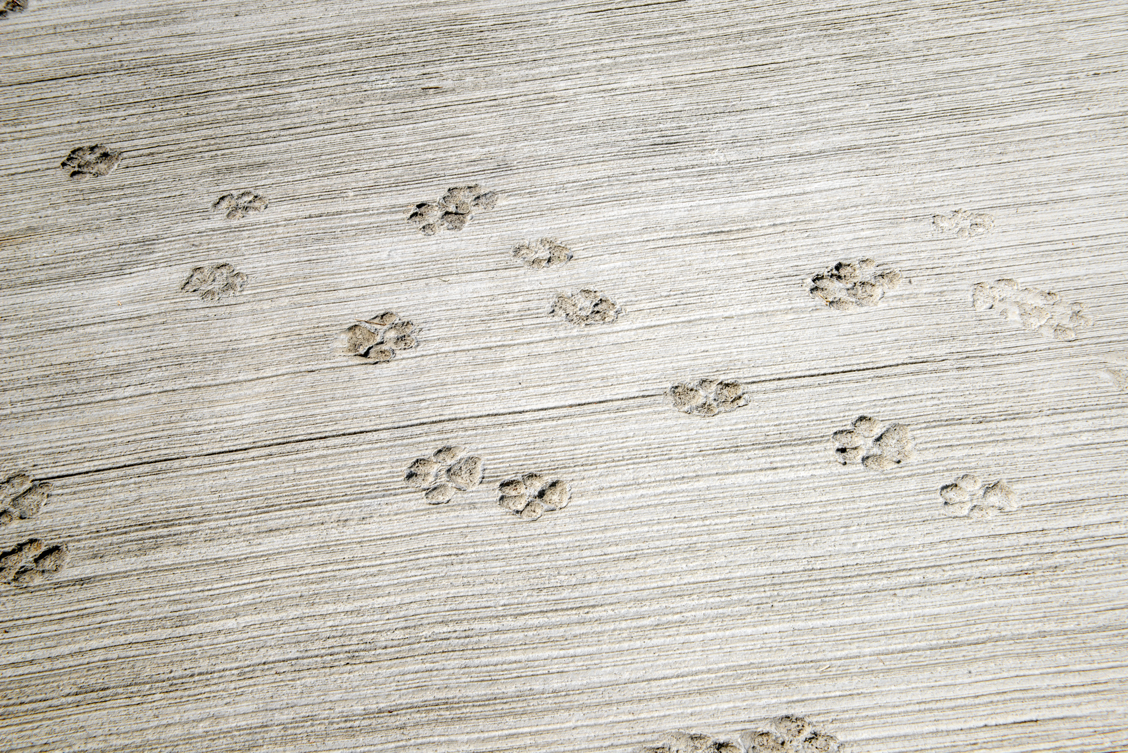close up of dog paw print